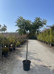 Japanische Mispel – Eriobotrya japonica – Loquat – 200 cm