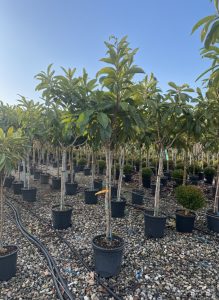 Japanische Mispel – Eriobotrya japonica – Loquat – 200 cm