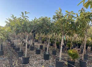 Japanische Mispel – Eriobotrya japonica – Loquat – 200 cm