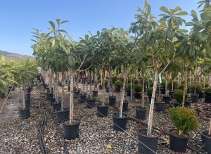 Japanische Mispel – Eriobotrya japonica – Loquat – 200 cm