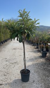 Japanische Mispel – Eriobotrya japonica – Loquat – 200 cm