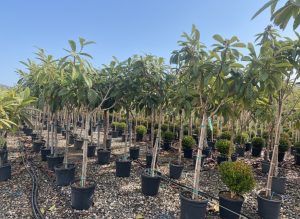 Japanische Mispel – Eriobotrya japonica – Loquat – 200 cm