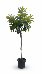 Japanische Mispel – Eriobotrya japonica – Loquat – 200 cm