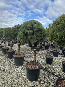 Pinus Sylvestris - 150 cm