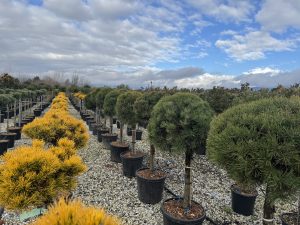 Pinus Sylvestris - 150 cm