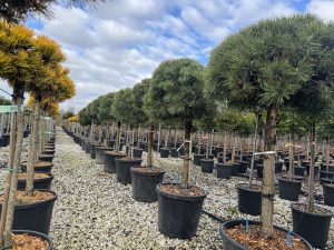Pinus Sylvestris - 150 cm