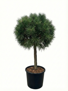 Pinus Sylvestris - 150 cm