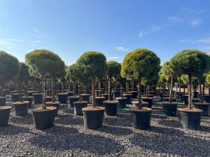 Pinus Sylvestris - 170 cm