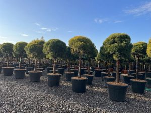 Pinus Sylvestris - 170 cm