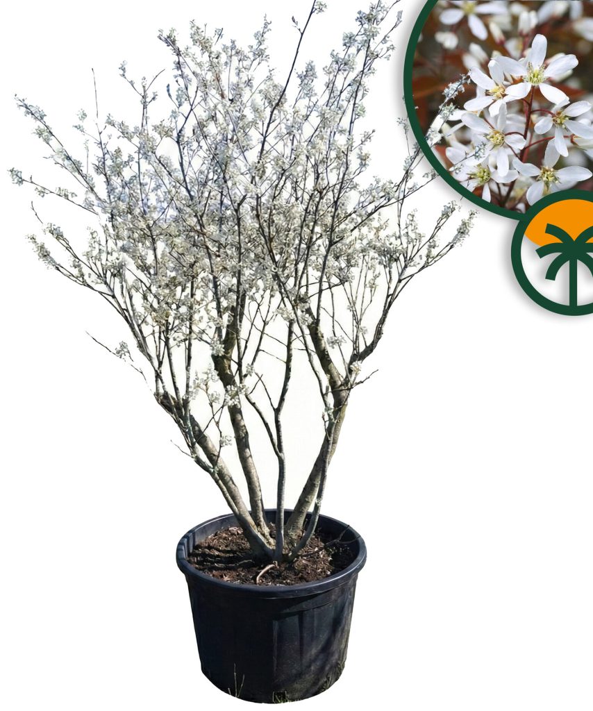 Amelanchier Lamarckii, mehrstämmig, XXL – 250 cm