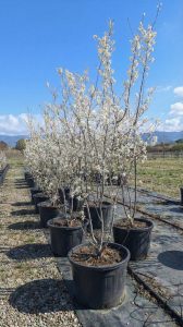 Amelanchier Lamarckii, mehrstämmig, XXL – 250 cm