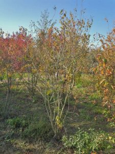 Amelanchier Lamarckii, mehrstämmig, XXL – 250 cm