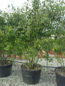 Amelanchier Lamarckii, mehrstämmig, XXL – 250 cm