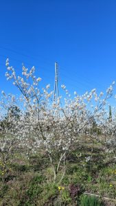 Amelanchier Lamarckii, mehrstämmig, XXL – 250 cm