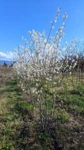 Amelanchier Lamarckii, mehrstämmig, XXL – 250 cm