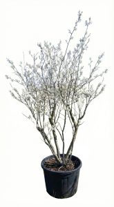 Amelanchier Lamarckii, mehrstämmig, XXL – 250 cm