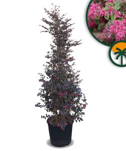 Loropetalum chinense, Sorte Rubrum – Hexenstrauch – 200 cm