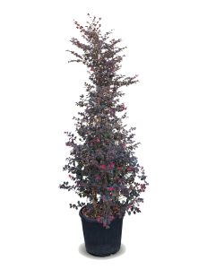 Loropetalum chinense, Sorte Rubrum – Hexenstrauch – 200 cm
