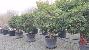 Australischer Lorbeer – Pittosporum – Multistamm - 160 cm