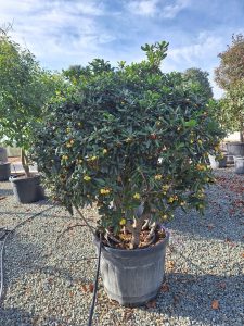 Australischer Lorbeer – Pittosporum – Multistamm - 160 cm