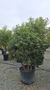 Australischer Lorbeer – Pittosporum – Multistamm - 160 cm