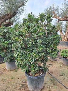 Australischer Lorbeer – Pittosporum – Multistamm - 160 cm