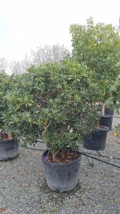 Australischer Lorbeer – Pittosporum – Multistamm - 160 cm