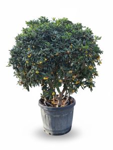 Australischer Lorbeer – Pittosporum – Multistamm - 160 cm