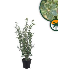 Quercus Ilex - Steineiche -  120 cm
