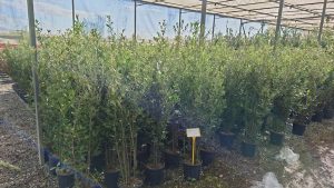 Quercus Ilex - Steineiche -  120 cm