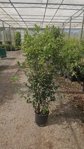 Quercus Ilex - Steineiche -  120 cm