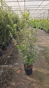 Quercus Ilex - Steineiche -  120 cm