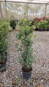 Quercus Ilex - Steineiche -  120 cm
