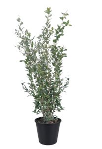 Quercus Ilex - Steineiche -  120 cm