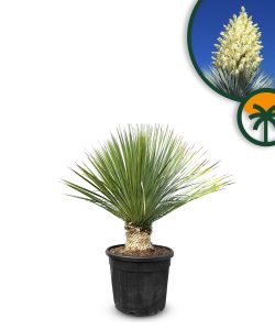 Palme - Yucca Rostrata 15-20 cm Stammhöhe