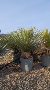 Palme - Yucca Rostrata 15-20 cm Stammhöhe