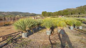 Palme - Yucca Rostrata 15-20 cm Stammhöhe