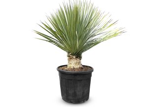 Palme - Yucca Rostrata 15-20 cm Stammhöhe