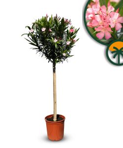 Rosa Oleander am Stamm – Höhe 140/160 cm