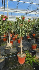 Rosa Oleander am Stamm – Höhe 140/160 cm
