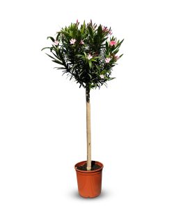 Rosa Oleander am Stamm – Höhe 140/160 cm