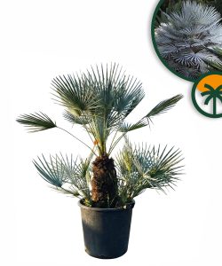 Palme – Chamaerops humilis cerifera, mehrstämmig