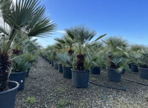 Palme – Chamaerops humilis cerifera, mehrstämmig