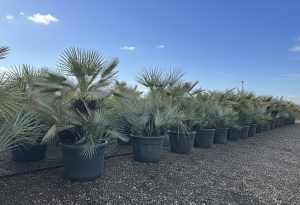 Palme – Chamaerops humilis cerifera, mehrstämmig