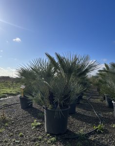 Palme – Chamaerops humilis cerifera, mehrstämmig
