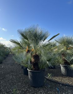 Palme – Chamaerops humilis cerifera, mehrstämmig