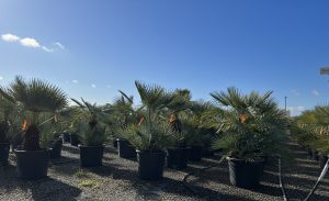 Palme – Chamaerops humilis cerifera, mehrstämmig