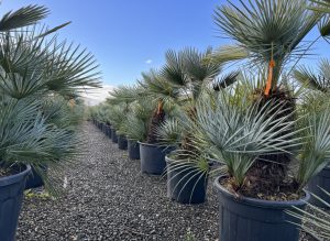 Palme – Chamaerops humilis cerifera, mehrstämmig