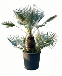 Palme – Chamaerops humilis cerifera, mehrstämmig