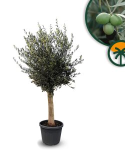 Olivenbaum - Olea Europaea - 25 Jahre alter Baum